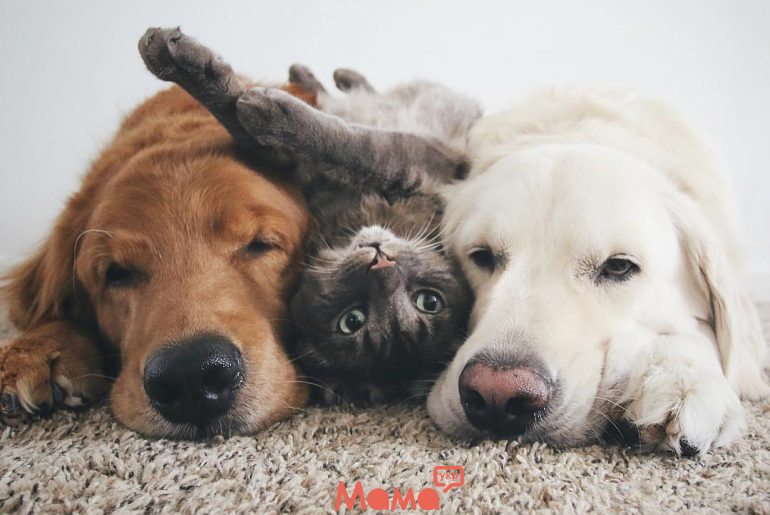 Фотоісторія про життя з двома собаками і котом