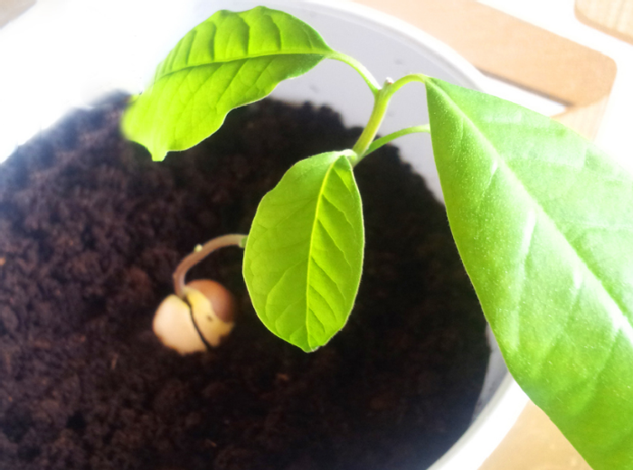   Авокадо в домашних условиях: как вырастить деревце из косточки
 