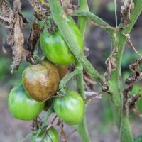Народные методы борьбы с фитофторой на помидорах 