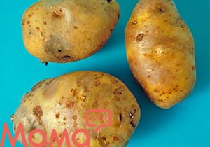 Как защитить картофель от вредителей и болезней 