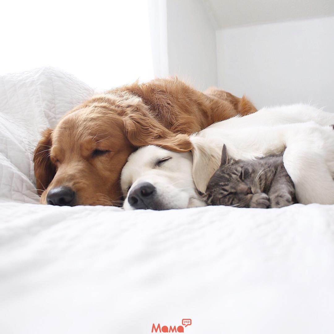   Фотоистория о жизни с двумя собаками и котом
 