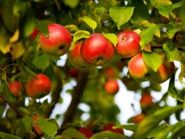 5 вопросов по обрезке яблони 