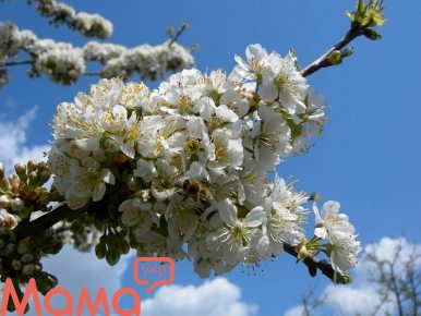 Черешня, несмотря на свое южное происхождение, в последние годы завоевывает все большую популярность у белорусских садоводов 