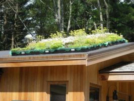 Живой декор – растения на крыше 