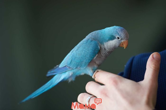   Как научить волнистого попугая говорить быстро и правильно
 