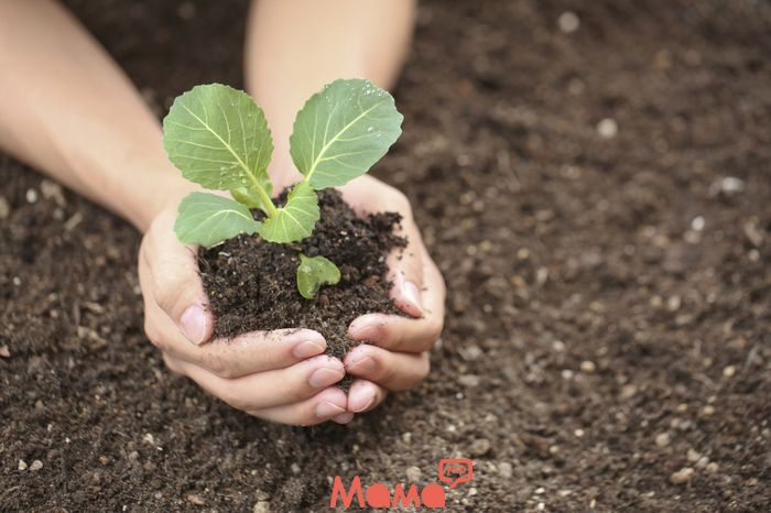   Как вырастить дома рассаду капусты: залог успеха
 