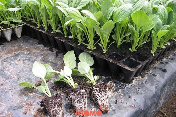   Как вырастить дома рассаду капусты: залог успеха
 