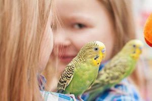 Даже у попугая можно научиться любить 