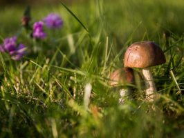 Как вырастить грибы на своем участке? 