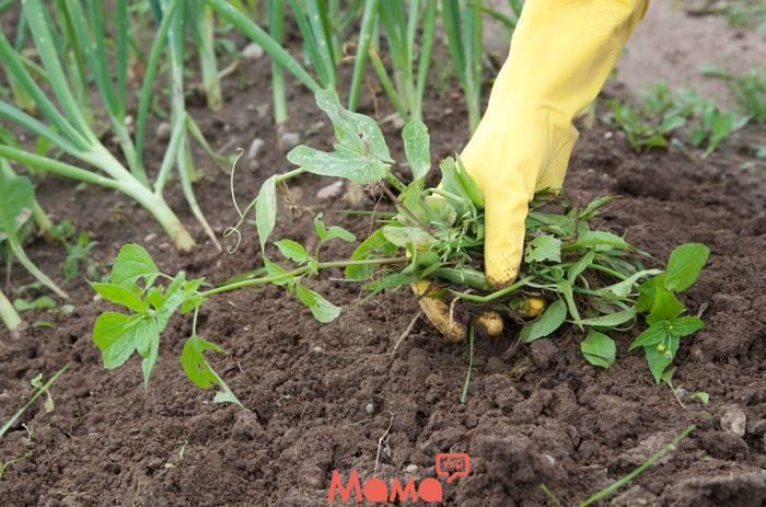 Як позбутися від бур’янів в саду і на городі