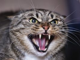 Что заставляет вашу кошку нервничать и вести себя агрессивно? 