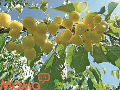 Черешня, несмотря на свое южное происхождение, в последние годы завоевывает все большую популярность у белорусских садоводов 