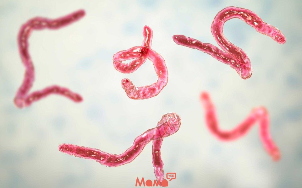 Глисти – це паразитичні черв'яки, що нерідко мешкають у людському організмі і завдають значної шкоди його органам та системам.