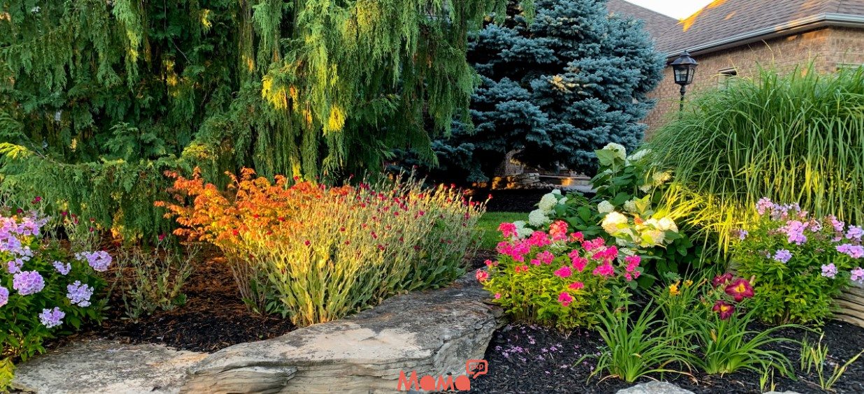 Якими бувають декоративні садові рослини